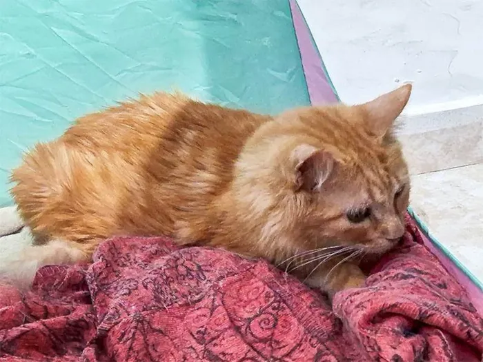 Gato ra a SRD-ViraLata idade 6 ou mais anos nome Casey