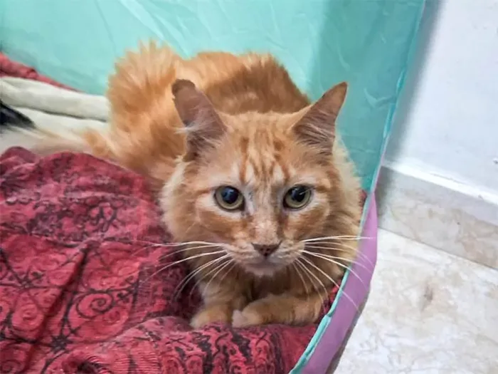Gato ra a SRD-ViraLata idade 6 ou mais anos nome Casey