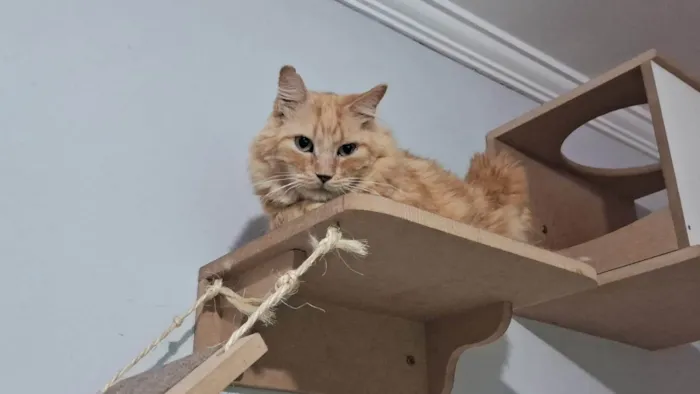 Gato ra a SRD-ViraLata idade 6 ou mais anos nome Casey