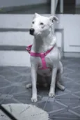 Leila