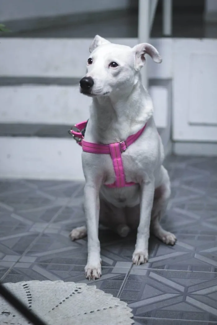 Cachorro ra a SRD-ViraLata idade 1 ano nome Leila