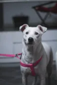 Leila