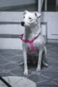 Leila