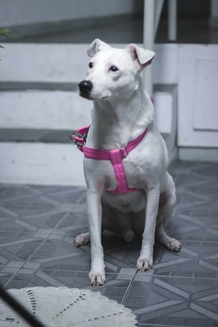Cachorro ra a SRD-ViraLata idade 1 ano nome Leila