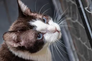 Gato raça SRD-ViraLata idade 2 anos nome Christopher