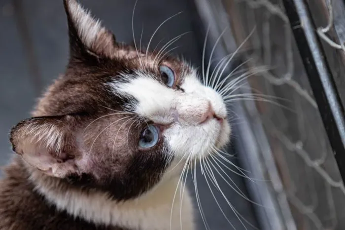 Gato ra a SRD-ViraLata idade 2 anos nome Christopher