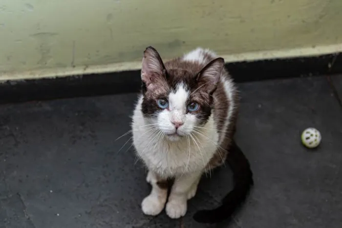 Gato ra a SRD-ViraLata idade 2 anos nome Christopher