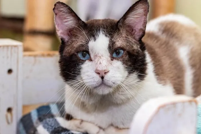Gato ra a SRD-ViraLata idade 2 anos nome Christopher