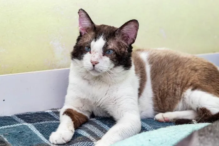Gato ra a SRD-ViraLata idade 2 anos nome Christopher