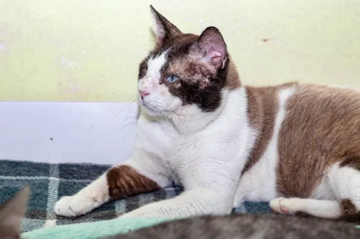 Gato ra a SRD-ViraLata idade 2 anos nome Christopher
