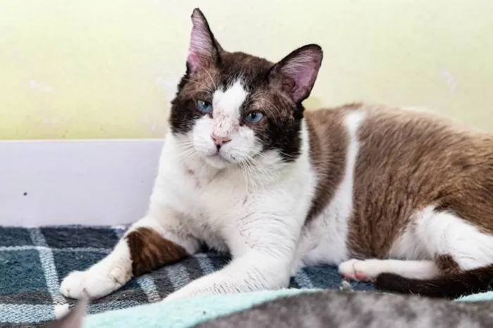 Gato ra a SRD-ViraLata idade 2 anos nome Christopher