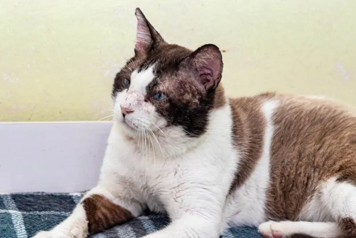 Gato ra a SRD-ViraLata idade 2 anos nome Christopher