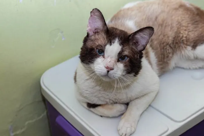 Gato ra a SRD-ViraLata idade 2 anos nome Christopher