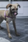 Lola