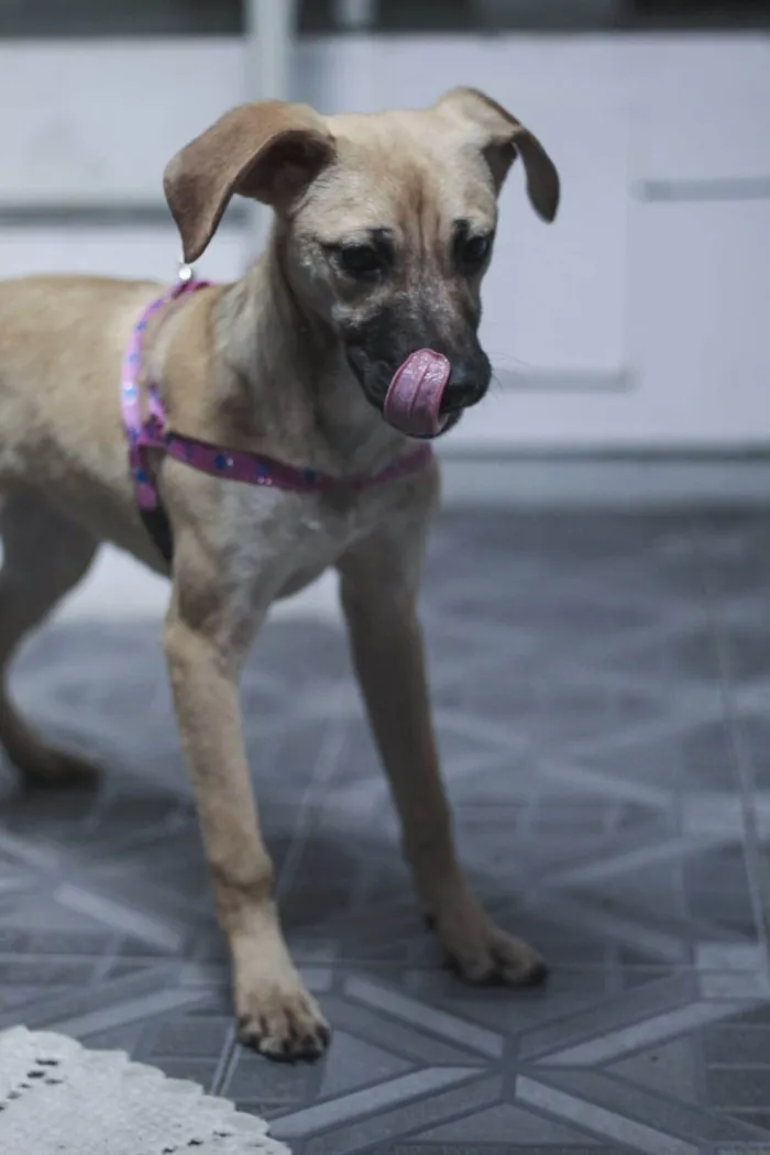 Cachorro ra a SRD-ViraLata idade 7 a 11 meses nome Lola