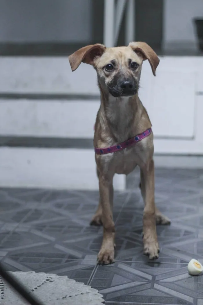 Cachorro ra a SRD-ViraLata idade 7 a 11 meses nome Lola