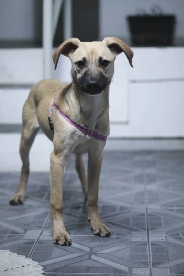 Cachorro ra a SRD-ViraLata idade 7 a 11 meses nome Lola