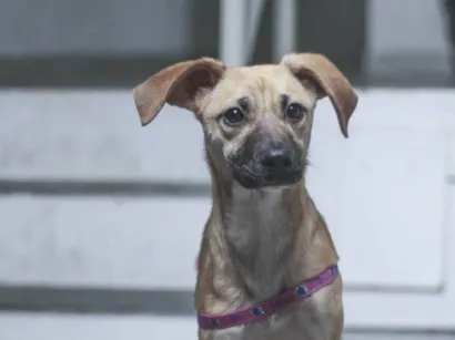 Cachorro raça SRD-ViraLata idade 7 a 11 meses nome Lola