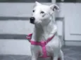 Leila