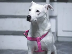 Cachorro raça SRD-ViraLata idade 1 ano nome Leila
