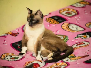 Gato raça SRD-ViraLata idade 6 ou mais anos nome Darwin