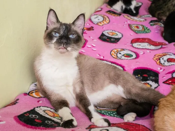 Gato ra a SRD-ViraLata idade 6 ou mais anos nome Darwin