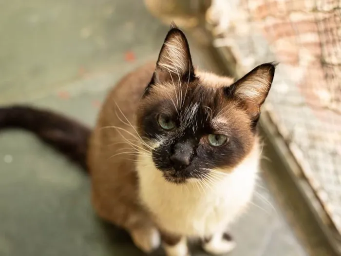 Gato ra a SRD-ViraLata idade 6 ou mais anos nome Darwin
