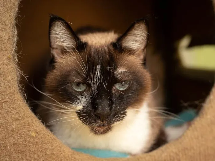 Gato ra a SRD-ViraLata idade 6 ou mais anos nome Darwin