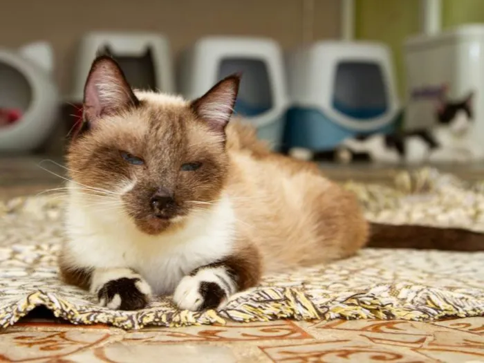 Gato ra a SRD-ViraLata idade 6 ou mais anos nome Darwin