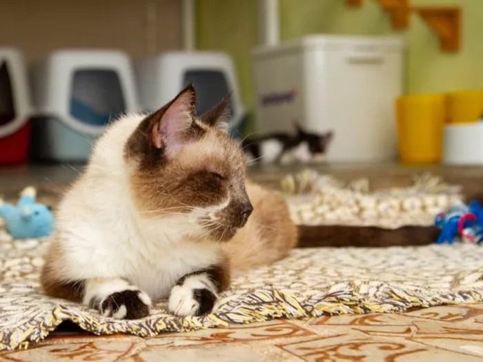 Gato ra a SRD-ViraLata idade 6 ou mais anos nome Darwin