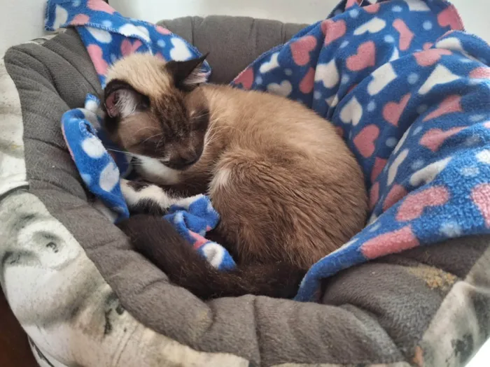 Gato ra a SRD-ViraLata idade 6 ou mais anos nome Darwin