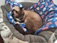 Darwin