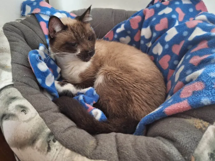 Gato ra a SRD-ViraLata idade 6 ou mais anos nome Darwin