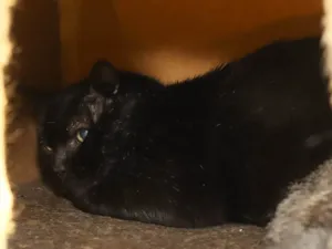 Gato raça SRD-ViraLata idade 6 ou mais anos nome Dom Pedro