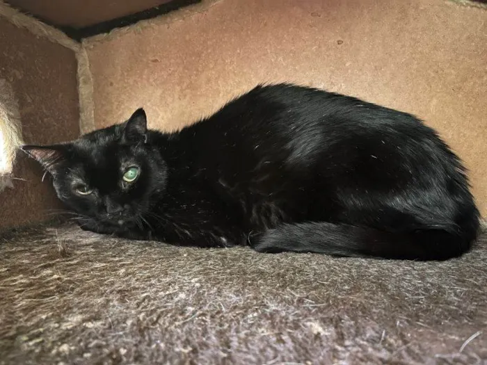 Gato ra a SRD-ViraLata idade 6 ou mais anos nome Dom Pedro
