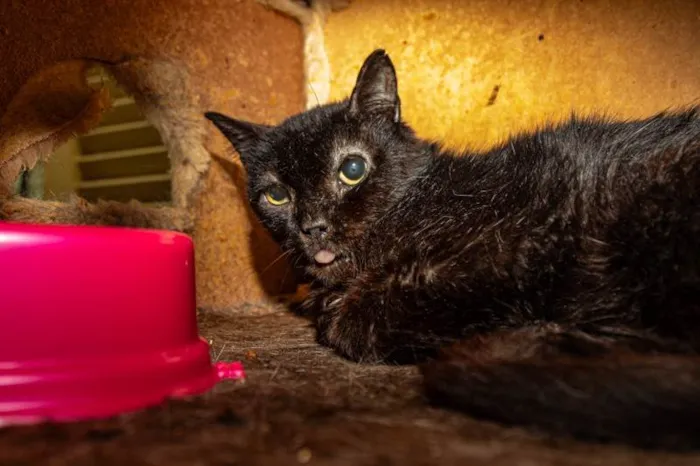 Gato ra a SRD-ViraLata idade 6 ou mais anos nome Dom Pedro