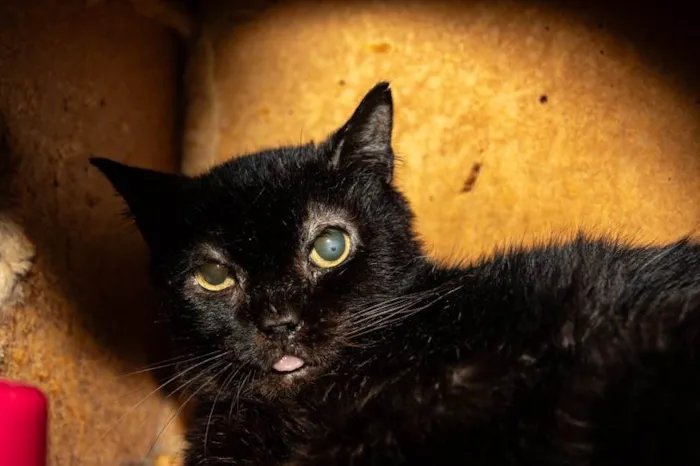 Gato ra a SRD-ViraLata idade 6 ou mais anos nome Dom Pedro