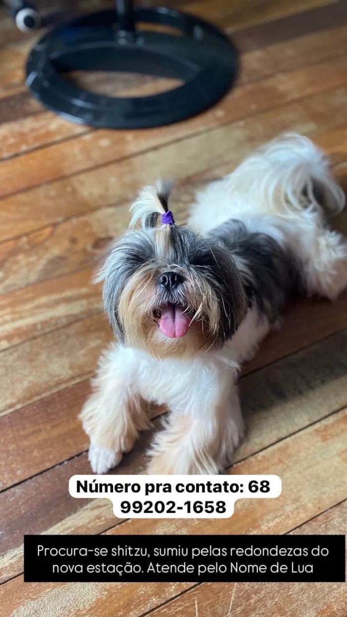 Cachorro ra a Shitzu idade 3 anos nome Lua 
