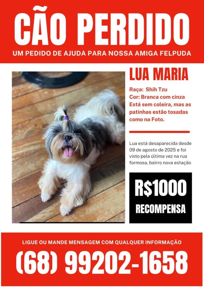 Cachorro ra a Shitzu idade 3 anos nome Lua 