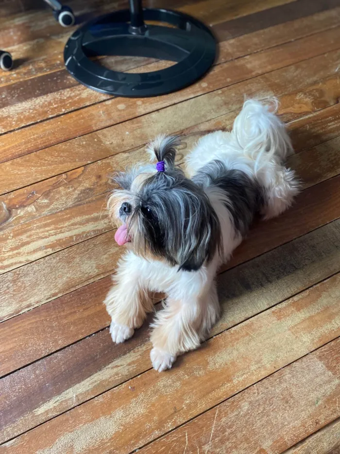 Cachorro ra a Shitzu idade 3 anos nome Lua 