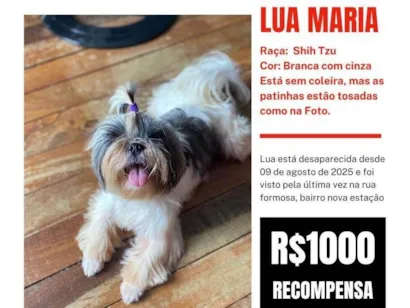 Cachorro raça Shitzu idade 3 anos nome Lua 