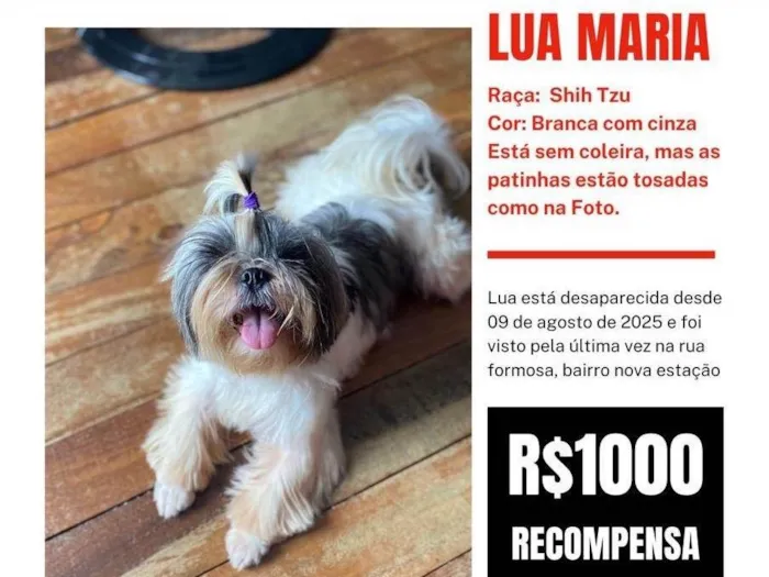 Cachorro ra a Shitzu idade 3 anos nome Lua 