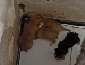 Cachorro raça SRD-ViraLata idade Abaixo de 2 meses nome Sem nome