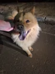 Cachorro encontrado