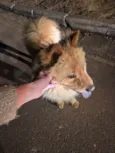 Cachorro encontrado