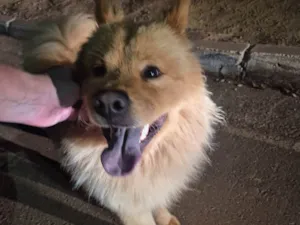 Cachorro raça Chow Chow idade 2 anos nome Cachorro encontrado 