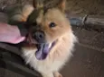 Cachorro encontrado