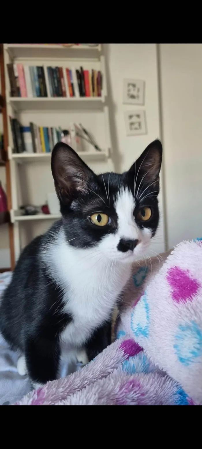 Gato ra a SRD-ViraLata idade 3 anos nome Charlote 