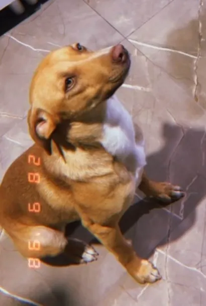 Cachorro raça Pit-Bull idade 7 a 11 meses nome Ravena 