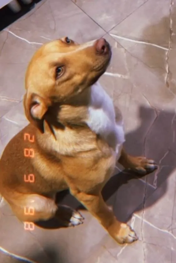Cachorro ra a Pit-Bull idade 7 a 11 meses nome Ravena 